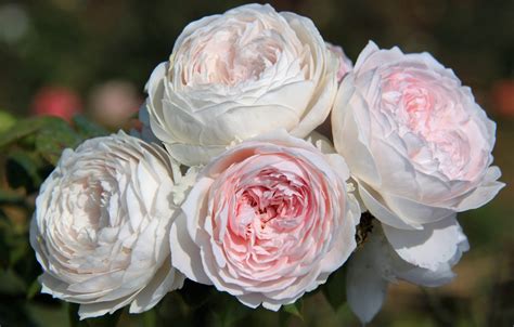 earth angel rose review